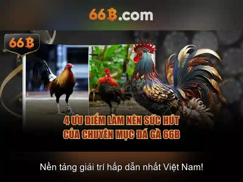 66b là gì